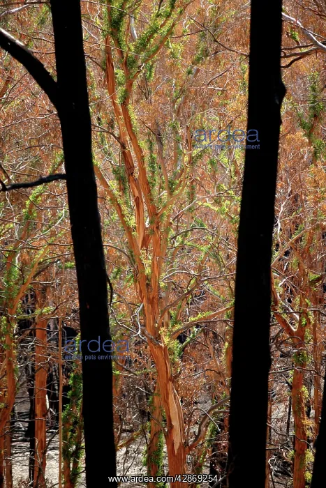 : Regrow on Gum trees after bush fire : Regrow on Gum trees after bush fire