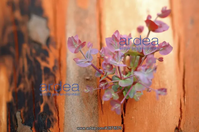 : Regrow on Gum trees after bush fire : Regrow on Gum trees after bush fire