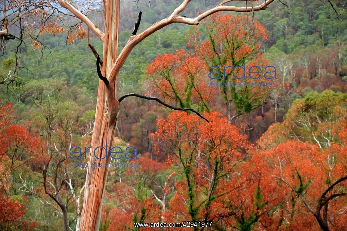 : Regrowth on Eucalyptus trees after bushfire.Davies : Regrowth on Eucalyptus trees after bushfire.Davies