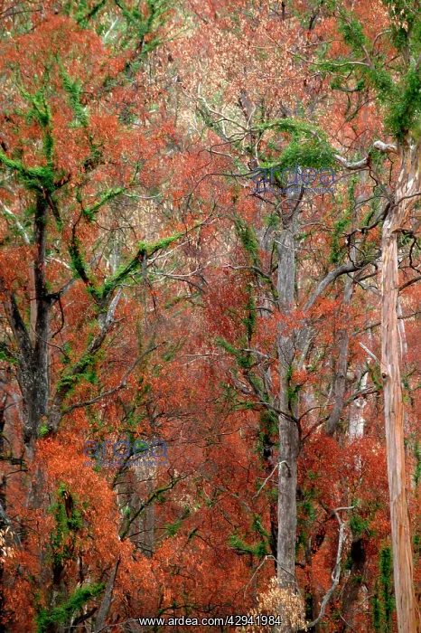 : Regrowth on Eucalyptus trees after bushfire.Davies : Regrowth on Eucalyptus trees after bushfire.Davies