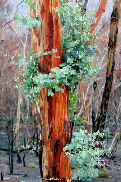 : Regrowth on Eucalyptus trees after bushfire.Epicormic : Regrowth on Eucalyptus trees after bushfire.Epicormic