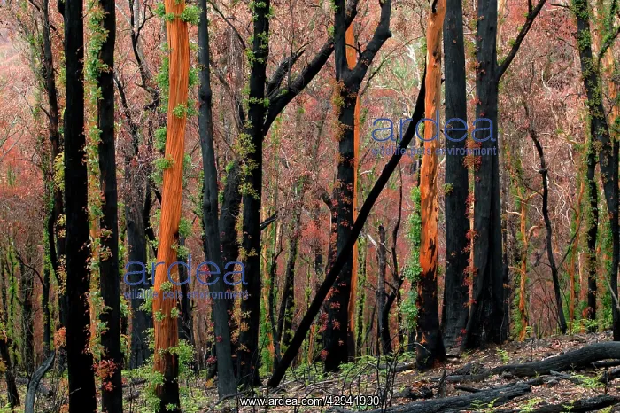 : Regrowth on Eucalyptus trees after bushfire.Epicormic : Regrowth on Eucalyptus trees after bushfire.Epicormic