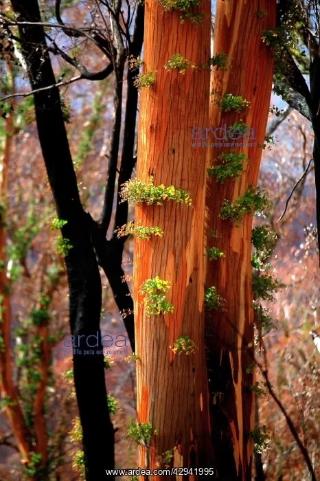 : Regrowth on Eucalyptus trees after bushfire.Epicormic : Regrowth on Eucalyptus trees after bushfire.Epicormic