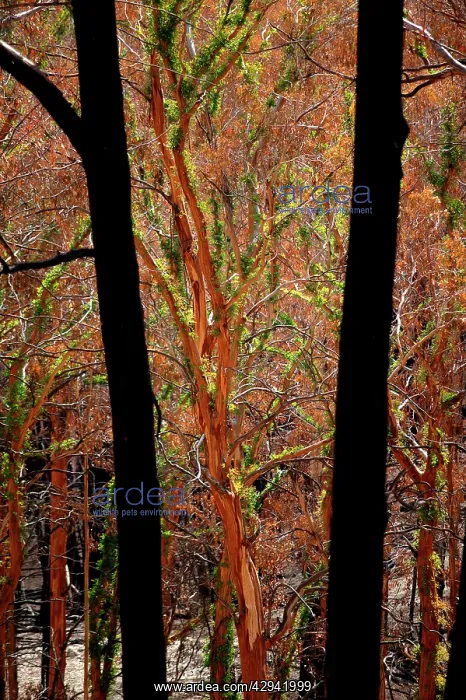  : Regrowth on Eucalyptus trees after bushfire.Epicormic
