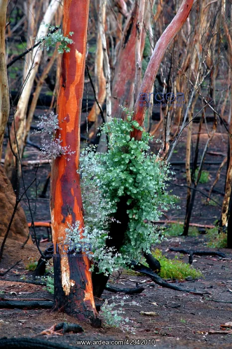 : Regrowth on Eucalyptus trees after bushfire.Epicormic : Regrowth on Eucalyptus trees after bushfire.Epicormic