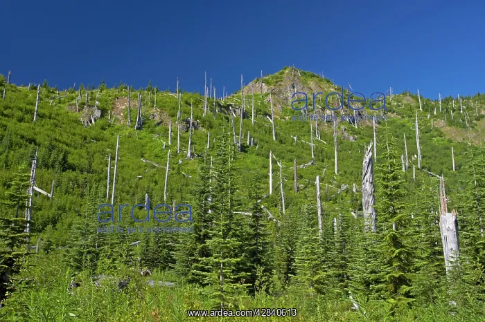 : Regrowth of forest amongst Dead Trees killed in : Regrowth of forest amongst Dead Trees killed in