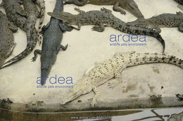 : Regular and Albino Siamese Crocodiles : Regular and Albino Siamese Crocodiles