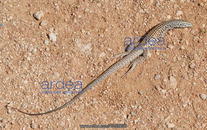 : Regurgitated Whiptail : Regurgitated Whiptail