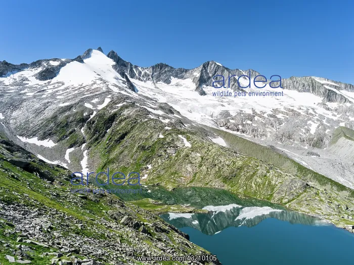 : Reichenspitz mountain range in the Zillertal : Reichenspitz mountain range in the Zillertal