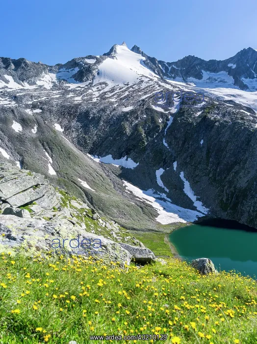 : Reichenspitz mountain range in the Zillertal : Reichenspitz mountain range in the Zillertal