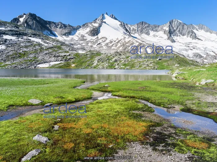 : Reichenspitz mountain range in the Zillertal : Reichenspitz mountain range in the Zillertal