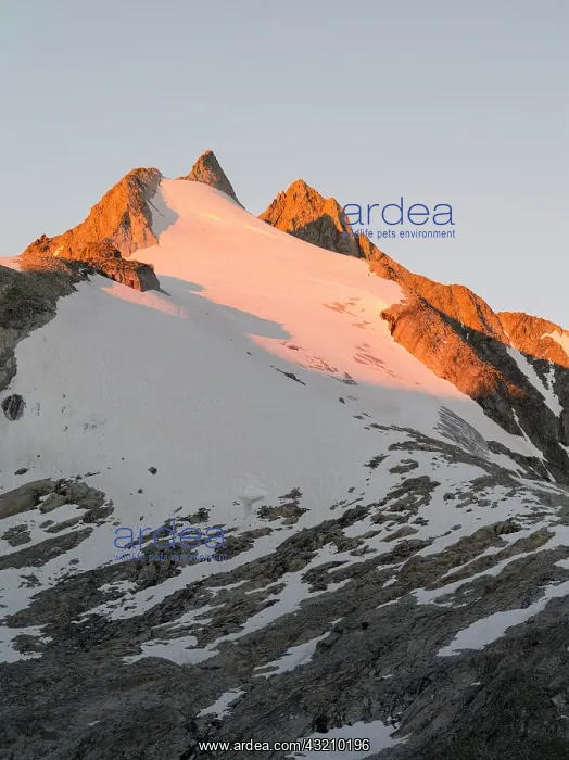: Reichenspitz mountain range in the Zillertal : Reichenspitz mountain range in the Zillertal