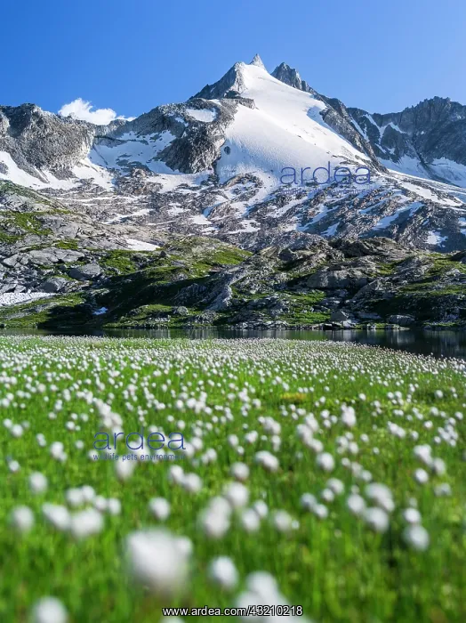 : Reichenspitz mountain range in the Zillertal : Reichenspitz mountain range in the Zillertal