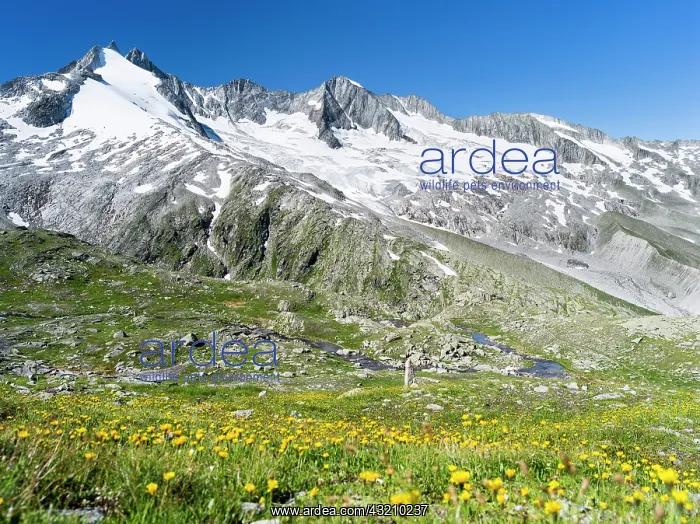 : Reichenspitz mountain range in the Zillertal : Reichenspitz mountain range in the Zillertal