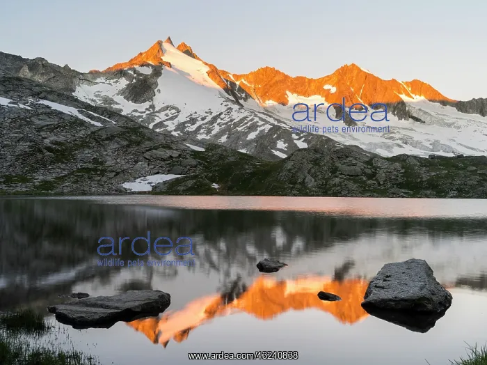 : Reichenspitz mountain range in the Zillertal : Reichenspitz mountain range in the Zillertal