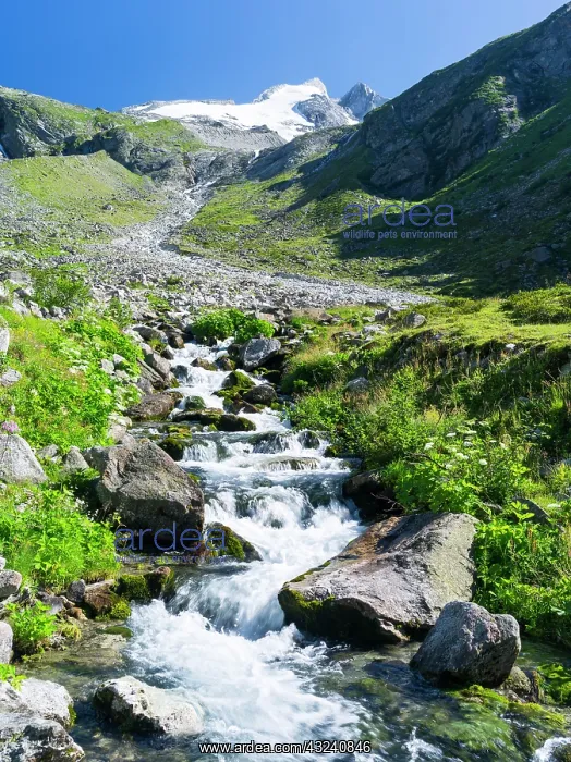: Reichenspitz mountain range in the Zillertal : Reichenspitz mountain range in the Zillertal