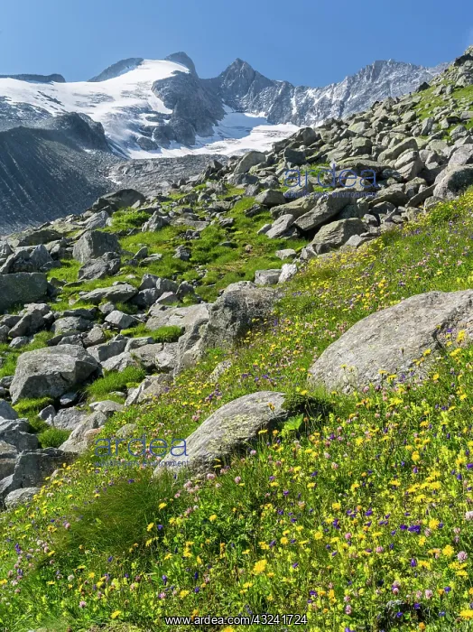 : The Reichenspitz Mountain Range in the Zillertal : The Reichenspitz Mountain Range in the Zillertal