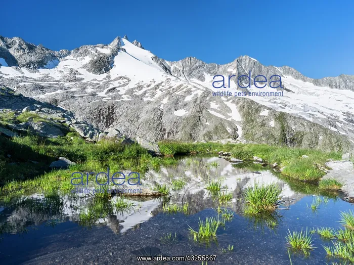: Reichenspitz mountain range in the Zillertal : Reichenspitz mountain range in the Zillertal