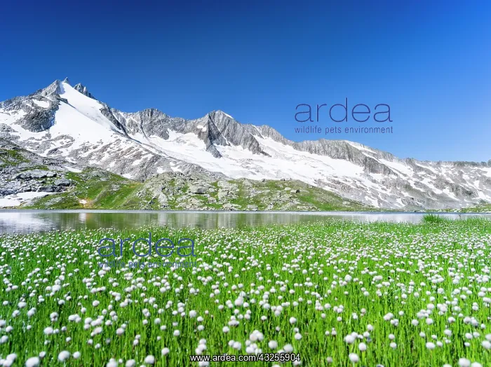 : Reichenspitz mountain range in the Zillertal : Reichenspitz mountain range in the Zillertal