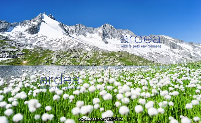 : Reichenspitz mountain range in the Zillertal : Reichenspitz mountain range in the Zillertal