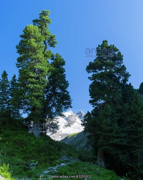 : Reichenspitz mountain range in the Zillertal : Reichenspitz mountain range in the Zillertal