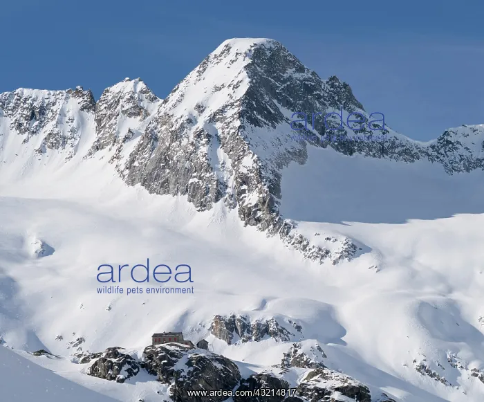 : Reichenspitze mountain range (Zillertertal : Reichenspitze mountain range (Zillertertal