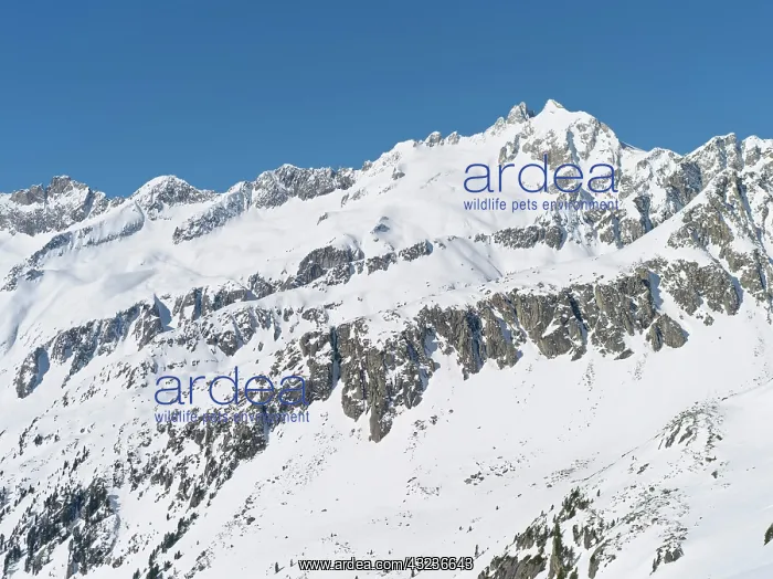 : Reichenspitze mountain range (Zillertertal : Reichenspitze mountain range (Zillertertal