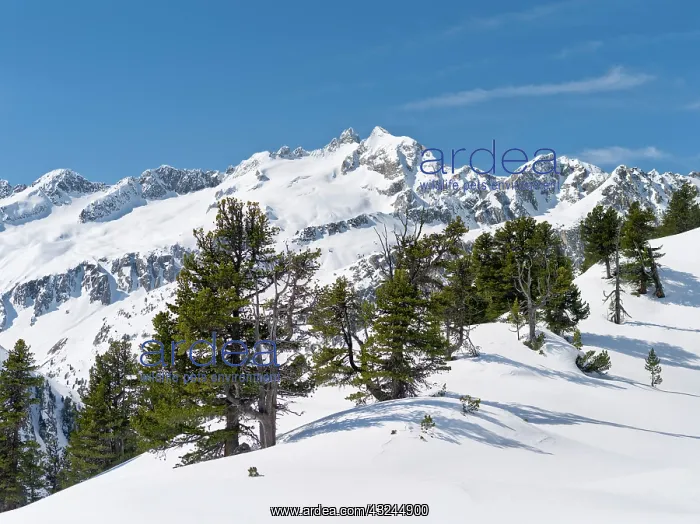 : Reichenspitze mountain range (Zillertertal : Reichenspitze mountain range (Zillertertal