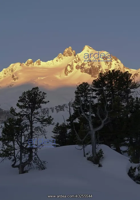  : Reichenspitze mountain range (Zillertertal