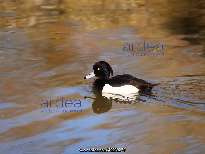 : Reiherente(Erpel) schwimmt im Wasser, Aythya fuligula : Reiherente(Erpel) schwimmt im Wasser, Aythya fuligula