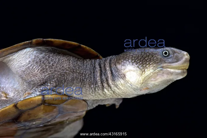 : Reimann's snake-necked turtle (Chelodina reimanni) : Reimann's snake-necked turtle (Chelodina reimanni)