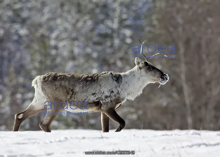 : Reindeeer (Rangifer tarandus fennicus). Kuhmo - Finland : Reindeeer (Rangifer tarandus fennicus). Kuhmo - Finland