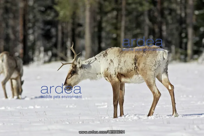 : Reindeeer (Rangifer tarandus fennicus). Kuhmo - Finland : Reindeeer (Rangifer tarandus fennicus). Kuhmo - Finland