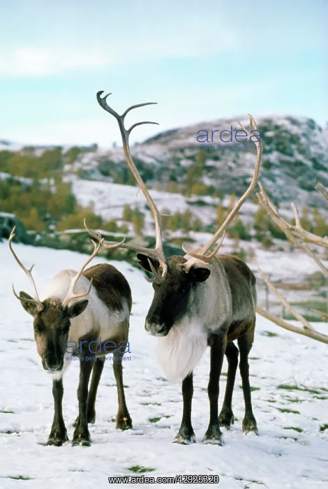  : REINDEER