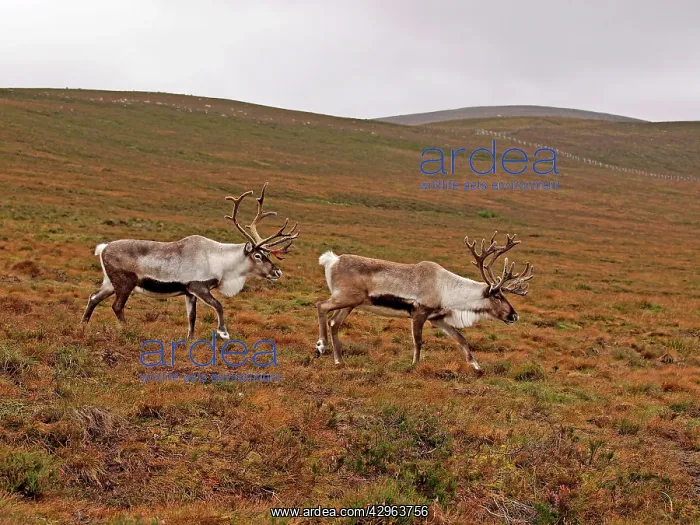 : Reindeer (Rangifer tarandus). Cairngorm National Park - Scotland : Reindeer (Rangifer tarandus). Cairngorm National Park - Scotland
