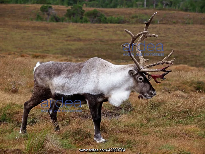 : Reindeer (Rangifer tarandus). Cairngorm National Park - Scotland : Reindeer (Rangifer tarandus). Cairngorm National Park - Scotland