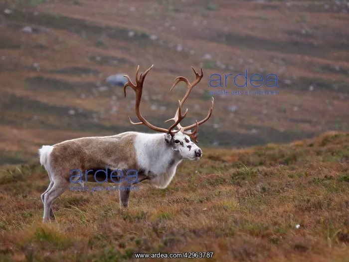 : Reindeer (Rangifer tarandus). Cairngorm National Park - Scotland : Reindeer (Rangifer tarandus). Cairngorm National Park - Scotland
