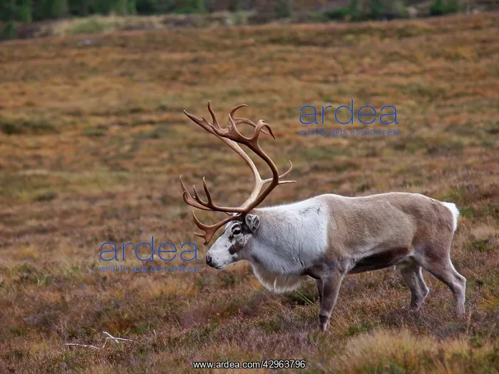 : Reindeer (Rangifer tarandus). Cairngorm National Park - Scotland : Reindeer (Rangifer tarandus). Cairngorm National Park - Scotland