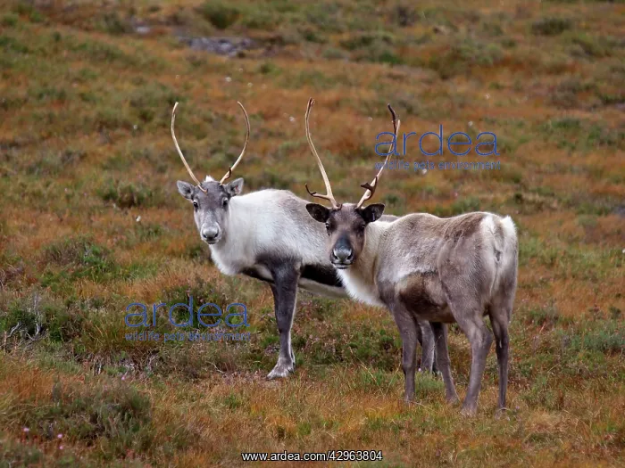 : Reindeer (Rangifer tarandus). Cairngorm National Park - Scotland : Reindeer (Rangifer tarandus). Cairngorm National Park - Scotland