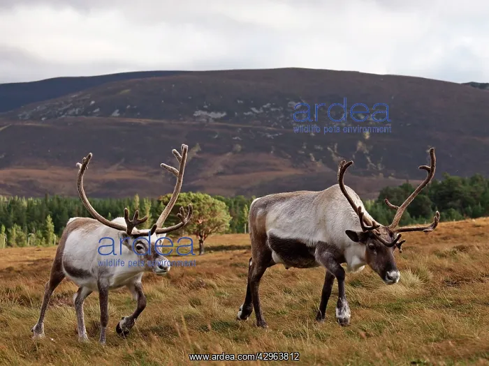 : Reindeer (Rangifer tarandus). Cairngorm National Park - Scotland : Reindeer (Rangifer tarandus). Cairngorm National Park - Scotland
