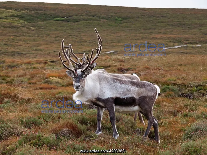 : Reindeer (Rangifer tarandus). Cairngorm National Park - Scotland : Reindeer (Rangifer tarandus). Cairngorm National Park - Scotland