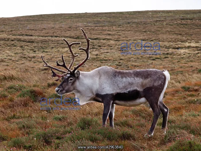 : Reindeer (Rangifer tarandus). Cairngorm National Park - Scotland : Reindeer (Rangifer tarandus). Cairngorm National Park - Scotland