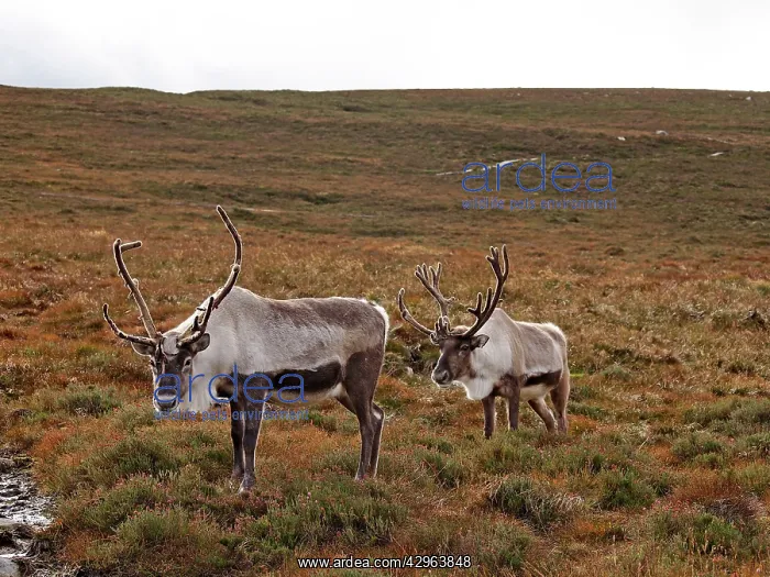 : Reindeer (Rangifer tarandus). Cairngorm National Park - Scotland : Reindeer (Rangifer tarandus). Cairngorm National Park - Scotland