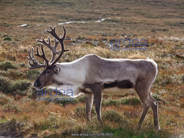 : Reindeer (Rangifer tarandus). Cairngorm National Park - Scotland : Reindeer (Rangifer tarandus). Cairngorm National Park - Scotland