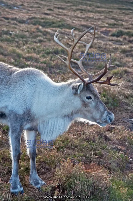 : Reindeer (Rangifer tarandus). Cairngorm NP - Scotland : Reindeer (Rangifer tarandus). Cairngorm NP - Scotland