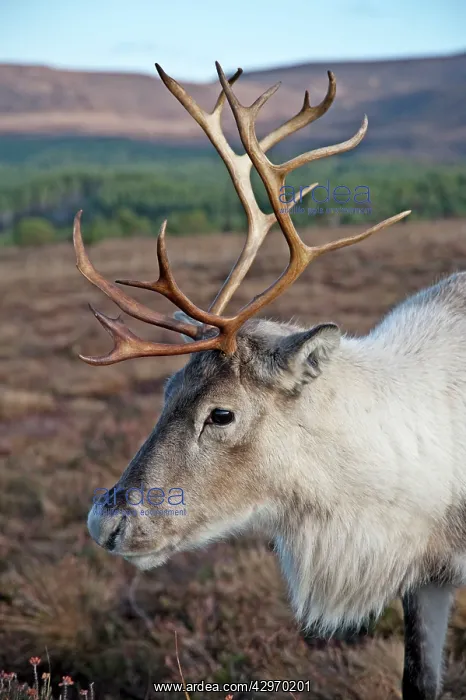 : Reindeer (Rangifer tarandus). Cairngorm NP - Scotland : Reindeer (Rangifer tarandus). Cairngorm NP - Scotland