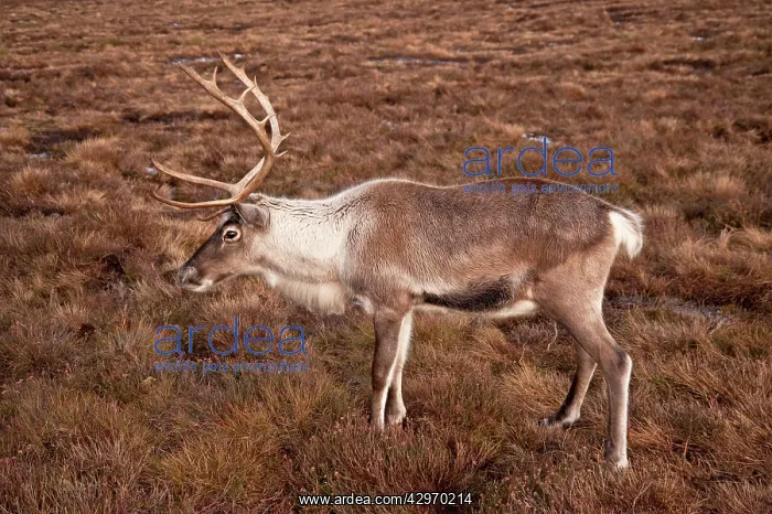 : Reindeer (Rangifer tarandus). Cairngorm NP - Scotland : Reindeer (Rangifer tarandus). Cairngorm NP - Scotland
