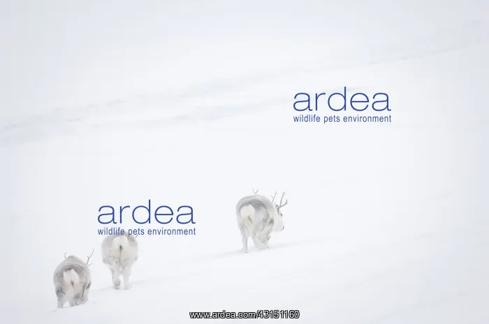 : Reindeer in snowy landscape : Reindeer in snowy landscape