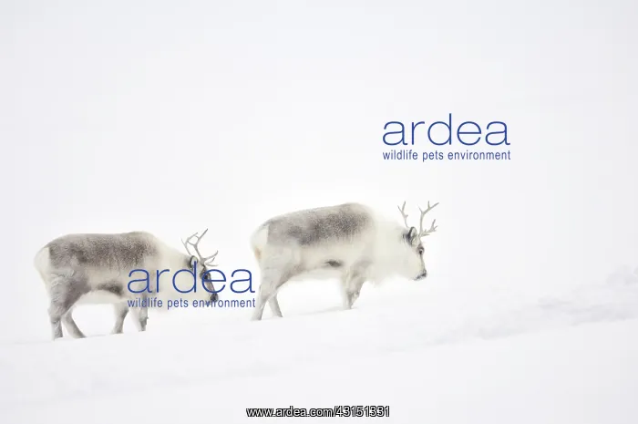 : Reindeer. Two Reindeer (Rangifer tarandus) walking through snowy landscape : Reindeer. Two Reindeer (Rangifer tarandus) walking through snowy landscape