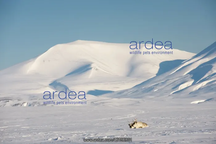  : Reindeer (Rangifer tarandus) infront of snowy mountain